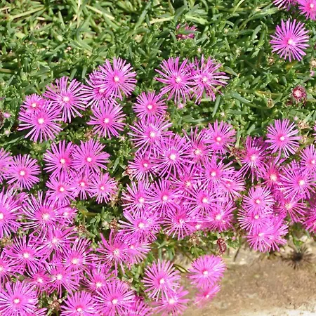 D'hôtes Sauternais Couette-café Pujols-sur-Ciron